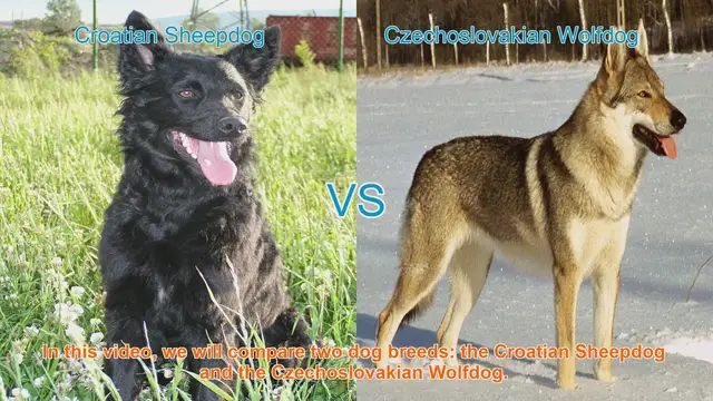 Video thumbnail for Croatian Sheepdog vs. Czechoslovakian Wolfdog: A Breed Comparison
