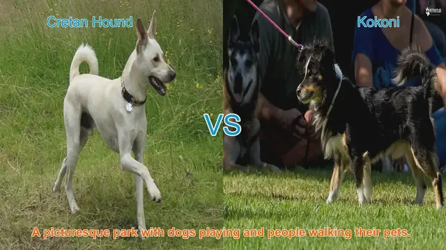 Video thumbnail for Cretan Hound vs. Kokoni: A Guide to Two Unique Dog Breeds