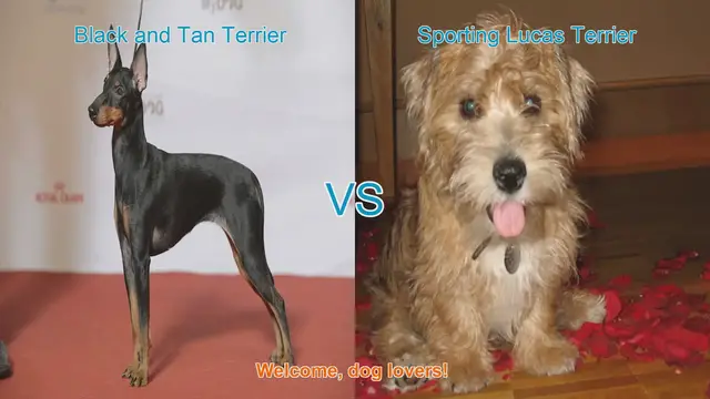 Video thumbnail for Black and Tan Terrier vs. Sporting Lucas Terrier: A Breed Comparison