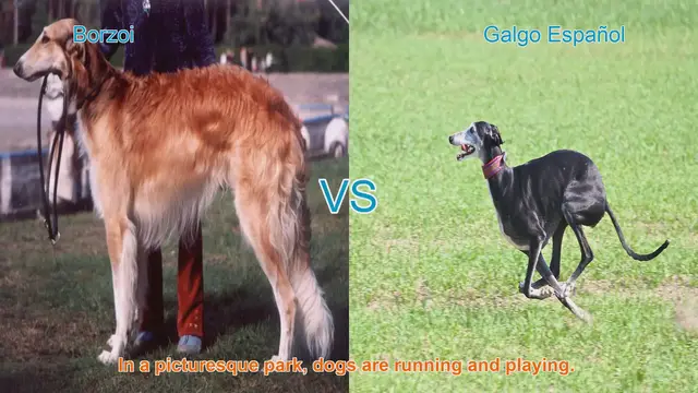 Video thumbnail for Borzoi vs. Galgo Español: A Comparison of Graceful Long-Leg Dog Breeds