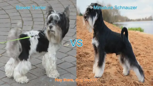 Video thumbnail for Biewer Terrier vs. Miniature Schnauzer: A Comparison of Adorable Dog Breeds