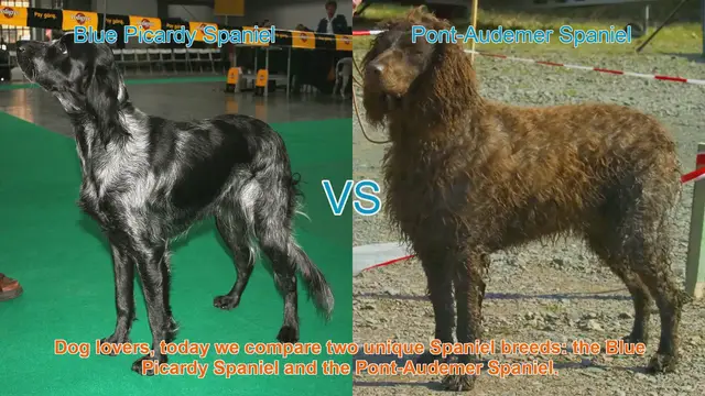 Video thumbnail for Comparing Blue Picardy Spaniel and Pont-Audemer Spaniel: A Guide for Dog Lovers