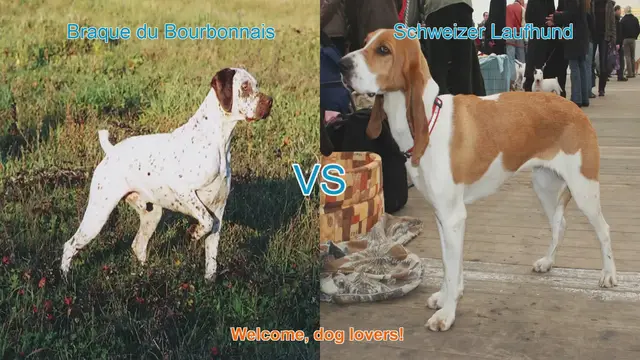 Video thumbnail for Braque du Bourbonnais vs. Schweizer Laufhund: A Comprehensive Comparison