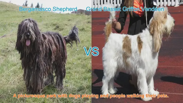 Video thumbnail for Exploring the Bergamasco Shepherd and Grand Basset Griffon Vendéen: Unique Long-Hair Dog Breeds