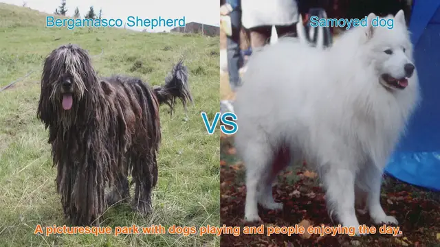 Video thumbnail for Bergamasco Shepherd vs. Samoyed: A Breed Comparison