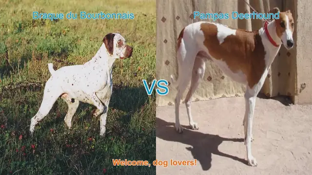 Video thumbnail for Braque du Bourbonnais vs. Pampas Deerhound: A Comprehensive Comparison