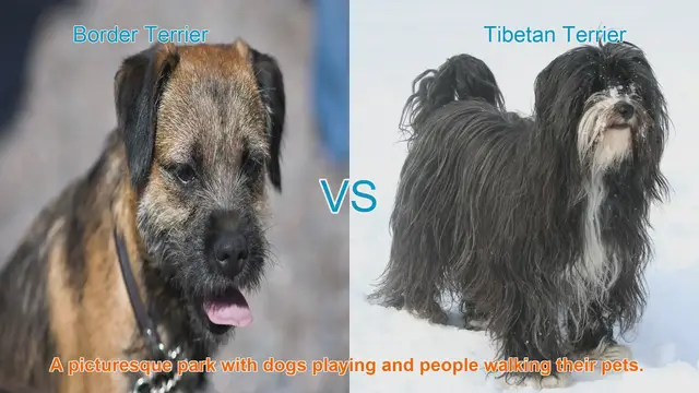 Video thumbnail for Border Terrier vs. Tibetan Terrier: A Comprehensive Comparison