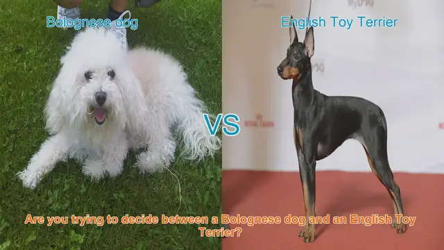 Video thumbnail for Bolognese Dog vs. English Toy Terrier: A Breed Comparison