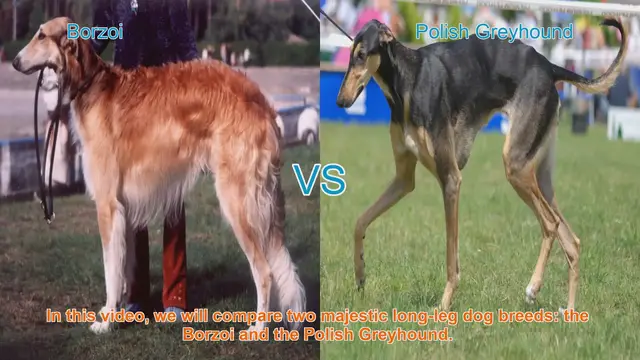 Video thumbnail for Borzoi vs. Polish Greyhound: A Comparison of Majestic Long-Leg Dog Breeds