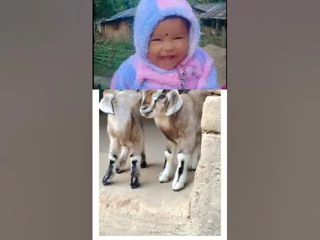Video thumbnail for जब बकरा बोले—"आज मेरा अंतिम दिन है!" 🐐😂
