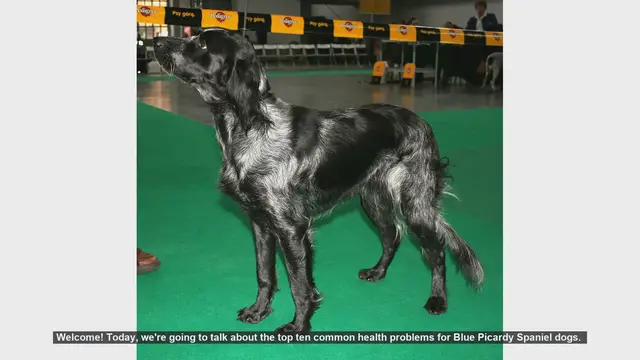 Video thumbnail for Top 10 Health Issues in Blue Picardy Spaniels: What You Need to Know