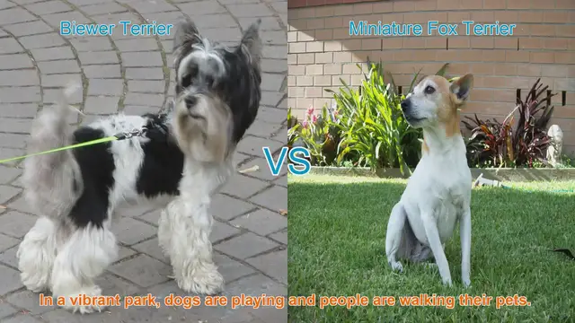 Video thumbnail for Comparing Biewer Terrier and Miniature Fox Terrier: Origins, Appearance, and Temperament
