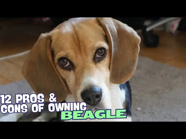 Video thumbnail for 12 Pros & Cons of Owning a Beagle🐶