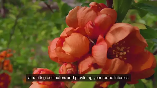 Video thumbnail for Wildflower Garden Planting Ideas