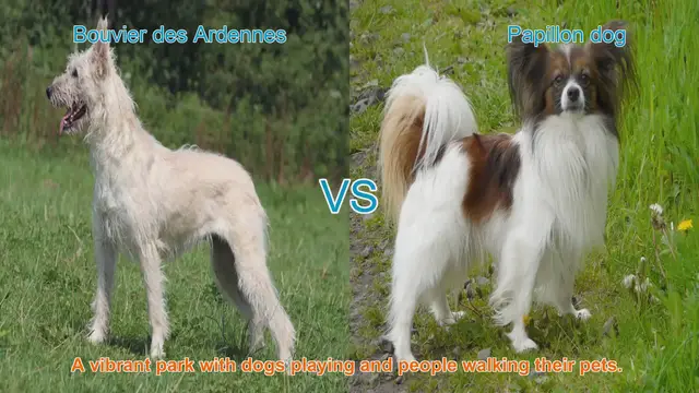 Video thumbnail for Bouvier des Ardennes vs. Papillon: A Comprehensive Breed Comparison