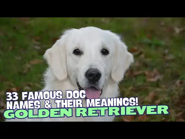 Video thumbnail for 33 Famous Golden Retriever Names & Their Meanings! 🐾