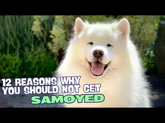 Video thumbnail for 12 Reasons Why You Should Not Own a Samoyed 🐾