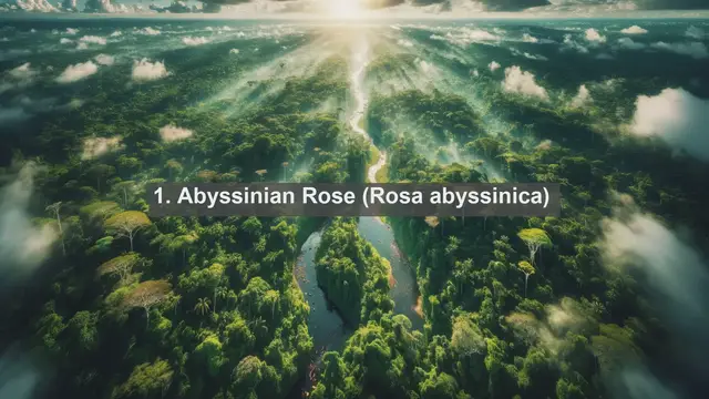 Video thumbnail for Exploring Ethiopia's Flora: Top 10 Native Plants You Need to Know