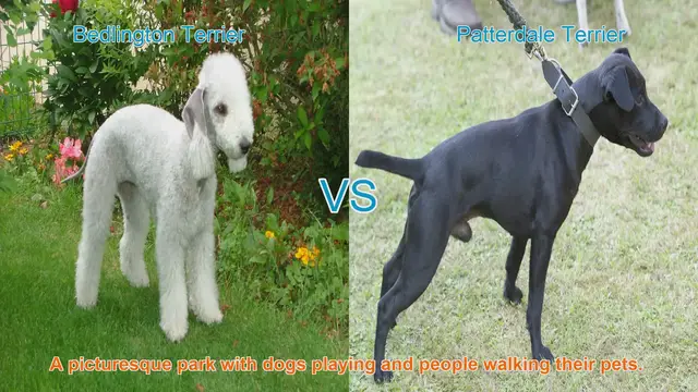 Video thumbnail for Bedlington Terrier vs. Patterdale Terrier: A Comparative Guide
