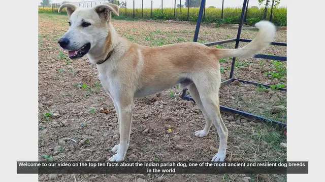 Video thumbnail for Top 10 Fascinating Facts About the Indian Pariah Dog