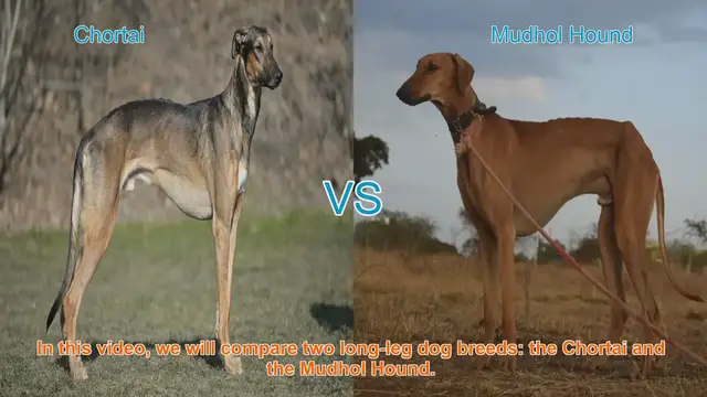 Video thumbnail for Chortai vs. Mudhol Hound: A Comparative Guide