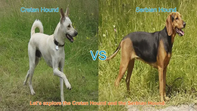 Video thumbnail for Exploring the Cretan Hound and Serbian Hound: A Comprehensive Guide