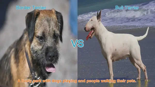 Video thumbnail for Border Terrier vs. Bull Terrier: A Comprehensive Breed Comparison