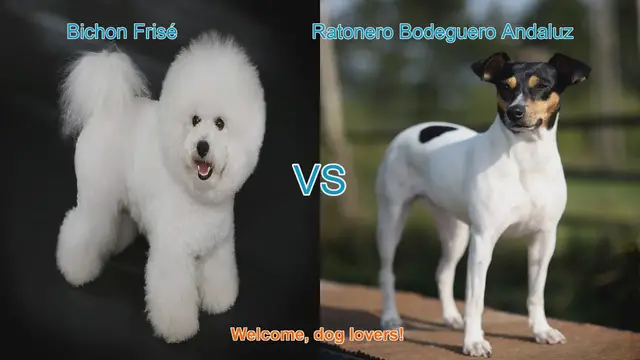Video thumbnail for Bichon Frisé vs. Ratonero Bodeguero Andaluz: A Comparison of Charming Dog Breeds