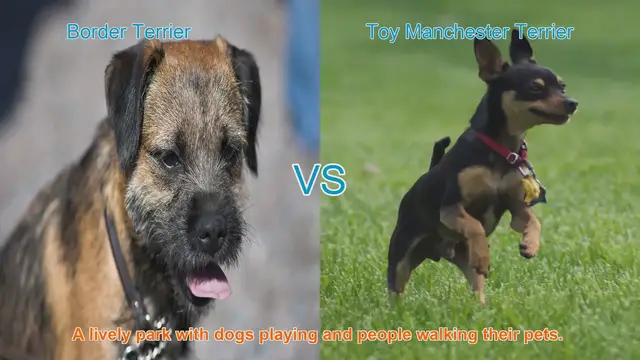 Video thumbnail for Border Terrier vs. Toy Manchester Terrier: A Comprehensive Breed Comparison
