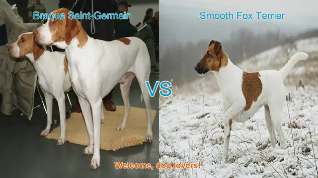 Video thumbnail for Braque Saint-Germain vs. Smooth Fox Terrier: A Comparison of Two Dog Breeds