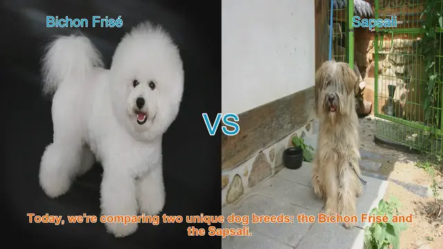 Video thumbnail for Bichon Frisé vs. Sapsali: A Comparison of Unique Dog Breeds