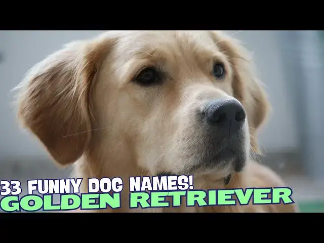 Video thumbnail for 33 Funny Golden Retriever Puppy Names🐾🐶💛