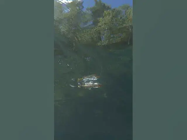 Video thumbnail for The sights and sounds of an ARK TB115 Topwater Blower 👀🔊