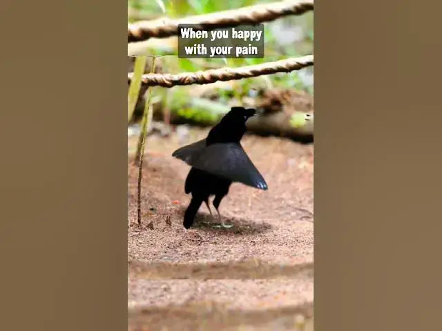 'Video thumbnail for When you happy with your pain😇 #birds #birddance #feeling #nature'