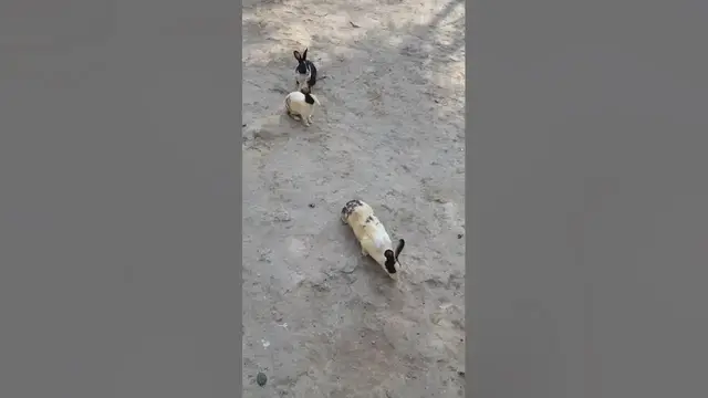 Video thumbnail for Rabbet #Shorts#youtube Shorts