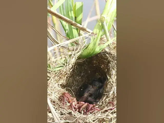 Video thumbnail for Bird Cries Feed Eat  #birdfeed #nature #birdfeeder #birdsounds #birdfood #birdslover #birds #baby