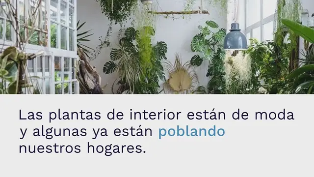 Video thumbnail for Estas plantas de interior atraen a las cucarachas a tu casa: no las guardes bajo ningún concepto