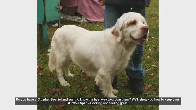 Video thumbnail for Ultimate Clumber Spaniel Grooming Guide: Keep Your Dog Looking Great!