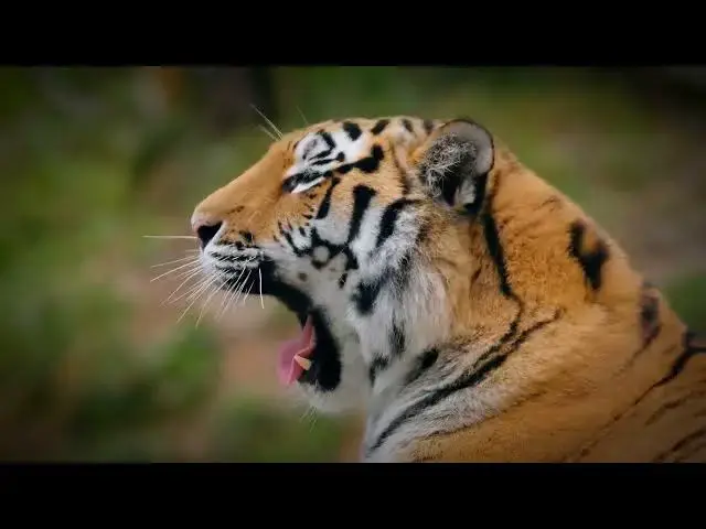 Video thumbnail for How Scientists Use Tiger Droppings to Study Their Diet?