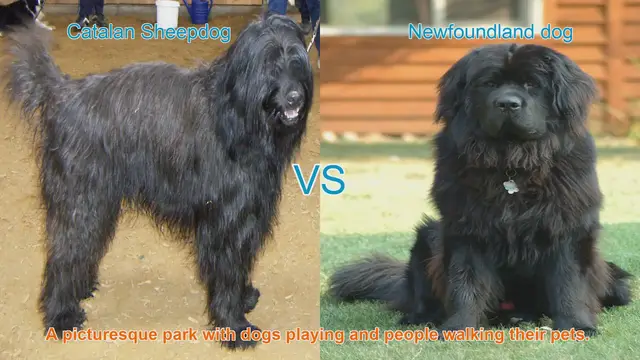Video thumbnail for Catalan Sheepdog vs. Newfoundland Dog: A Comparison of Two Beautiful Breeds