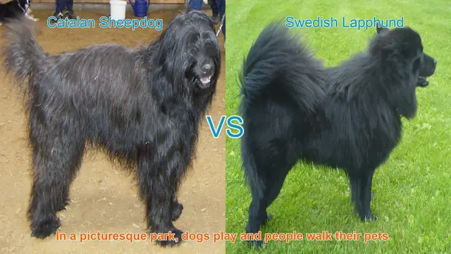 Video thumbnail for Comparing Catalan Sheepdog and Swedish Lapphund: A Comprehensive Guide