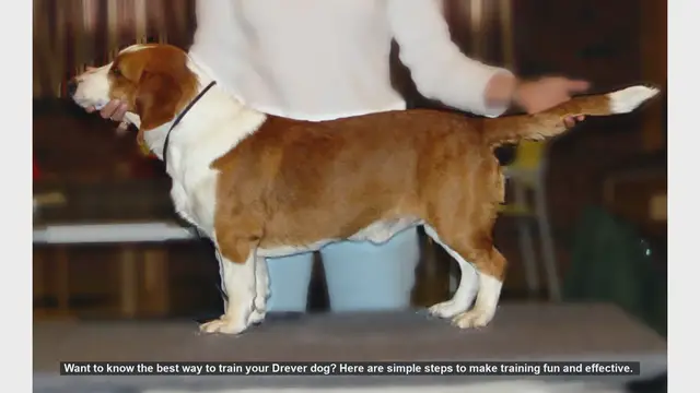 Video thumbnail for Effective Drever Dog Training: Simple Steps for Success
