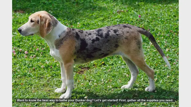 Video thumbnail for How to Bathe Your Dunker Dog: Step-by-Step Guide