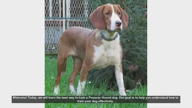Video thumbnail for Effective Training Tips for Your Posavac Hound