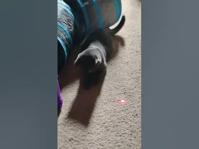 Video thumbnail for tails