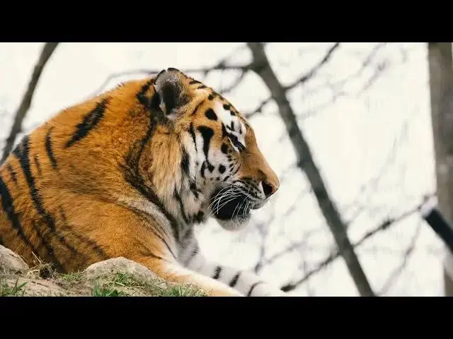 Video thumbnail for How Human Sounds Influence Tigers’ Hunting Behavior?
