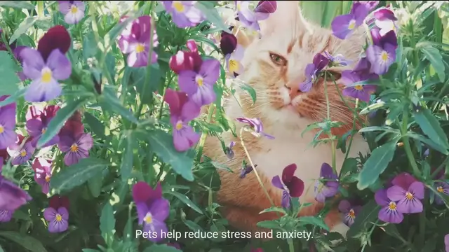 Video thumbnail for The Importance of Pets - Enhancing Lives