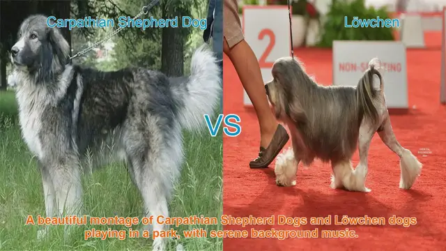 Video thumbnail for Comparing Carpathian Shepherd Dogs and Löwchen: A Comprehensive Guide