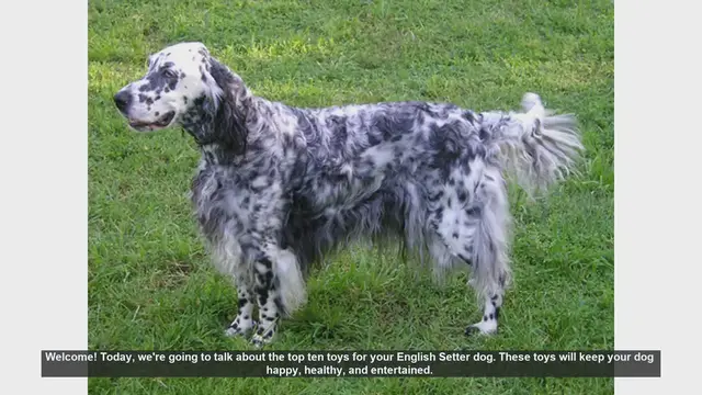 Video thumbnail for Top 10 Toys to Keep Your English Setter Happy and Healthy