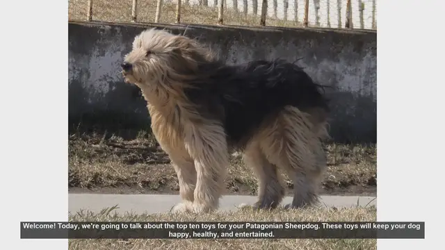 Video thumbnail for Top 10 Toys for Your Patagonian Sheepdog